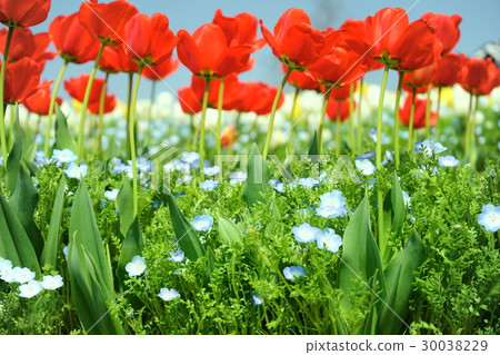 6 towards the sun (red) 6 towards the sun (red) 30038229