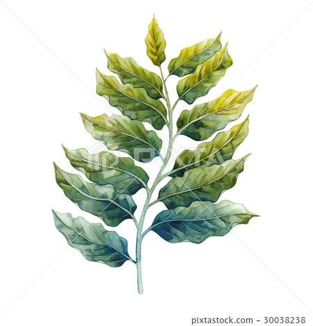Watercolor ylang ylang Watercolor ylang ylang 30038238