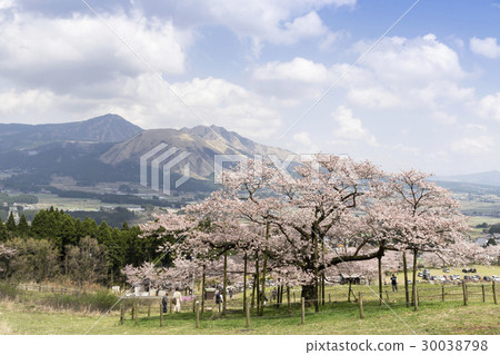Kannon Sakura 30038798