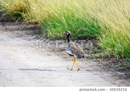 Northern black korhaan on the road. 30039258