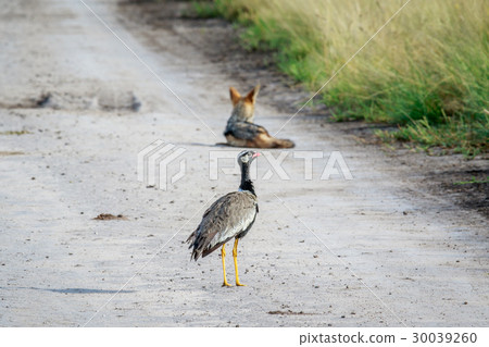 Northern black korhaan with a Jackal. 30039260