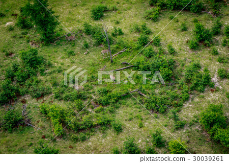 Aerial view of a herd of Zebras in the Okavango. Aerial view of a herd of Zebras in the Okavango. 30039261