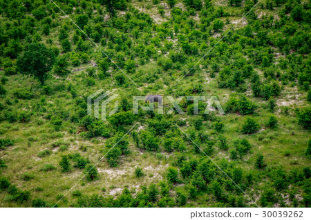 Aerial view of an Elephant in the Okavango. 30039262