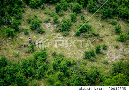 Aerial view of Elephants in the Okavango. 30039268