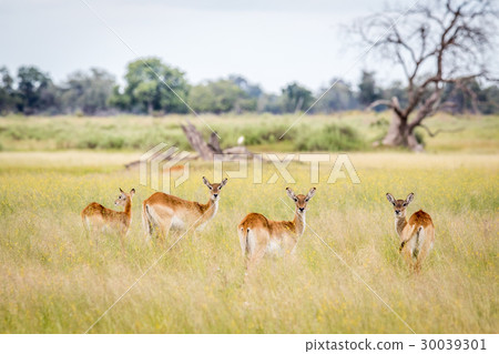 Herd of Lechwes starring at the camera. 30039301