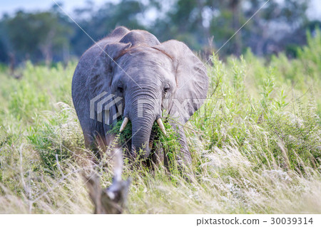 Elephant eating in front of the camera. Elephant eating in front of the camera. 30039314