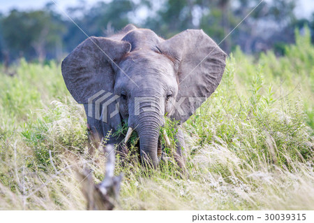 Elephant eating in front of the camera. 30039315