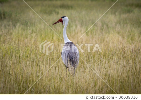 Wattled crane in high grass. Wattled crane in high grass. 30039316
