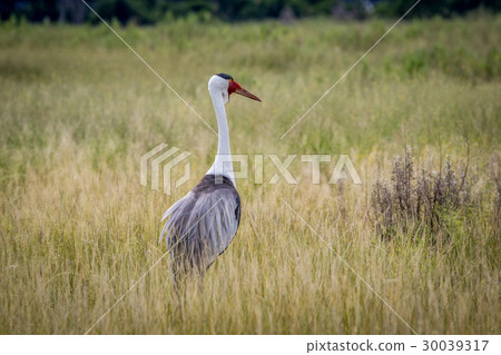 Wattled crane in high grass. 30039317