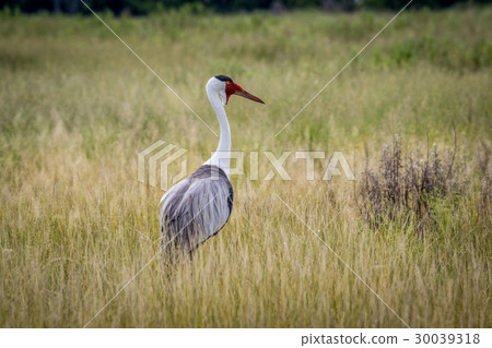 Wattled crane in high grass. Wattled crane in high grass. 30039318