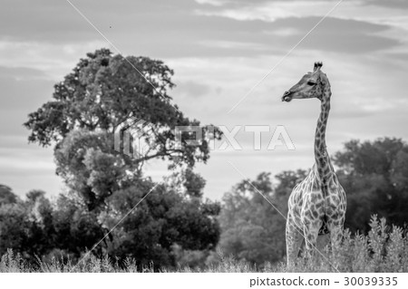 Giraffe in the grass in black and white. 30039335