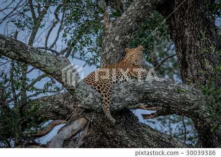 Leopard laying in a tree. Leopard laying in a tree. 30039386