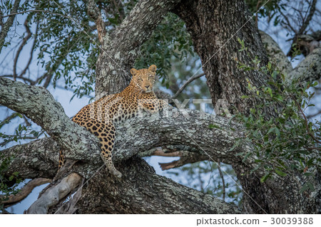 Leopard laying in a tree. 30039388