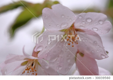 To rain 30039560