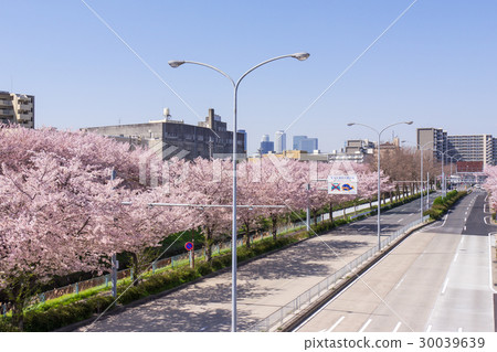 Nagoya city Kita-ku city scenery Near Kurokawa junction near the prefectural road No. 102 cherry blossoms Nagoya city Kita-ku city scenery Near Kurokawa junction near the prefectural road No. 102 cherry blossoms 30039639