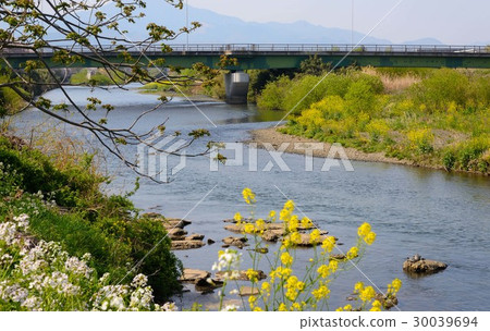 Ranna花綻放春天Nogawa視圖 30039694