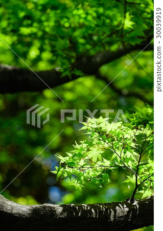 Climate of fresh green Climate of fresh green 30039919