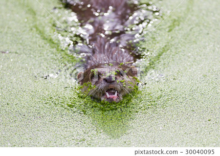 Small claw otter covered in duckweed Small claw otter covered in duckweed 30040095