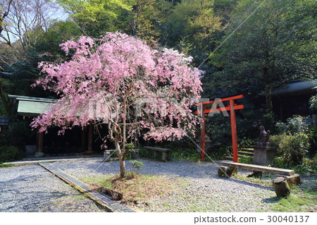 Hyuga Ojinjinga in Kyoto Spring 30040137