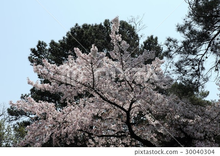 大豆吉野松樹(櫻花):大阪枚方市 大豆吉野松樹(櫻花):大阪枚方市 30040304