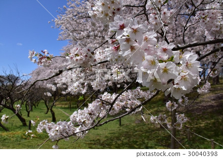 Cherry Blossoms	 30040398