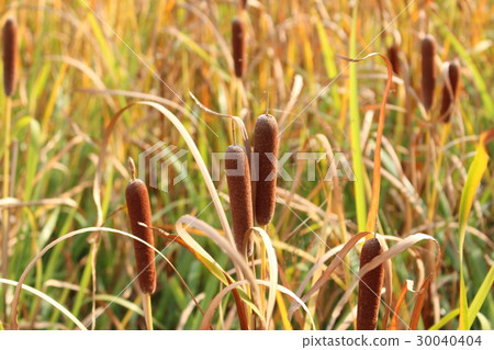 Akane no Ho Akane no Ho 30040404