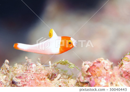 Irobudai juvenile fish Irobudai juvenile fish 30040443
