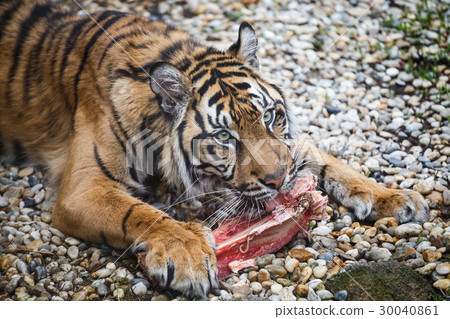 Tiger sumatran eating his lunch Tiger sumatran eating his lunch 30040861