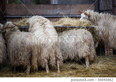 Wallachian sheep (Ovis orientalis aries) Wallachian sheep (Ovis orientalis aries) 30040862