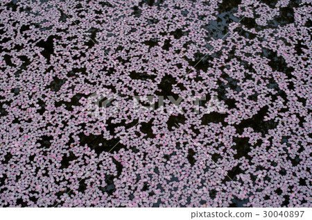 Cherry blossoms covering the surface of the flower rain flower color image a little sparse 30040897