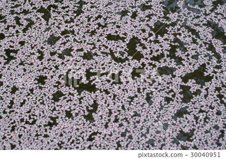 Cherry blossoms covering the water surface flower petals Natural color tone b 30040951