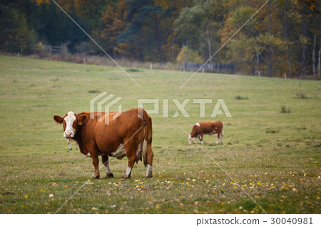 Cows on autumn pasture 30040981