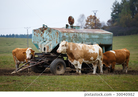 Cows on pasture and water tank Cows on pasture and water tank 30040982