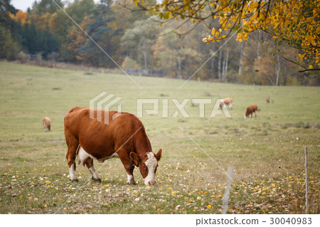 Cows on autumn pasture 30040983