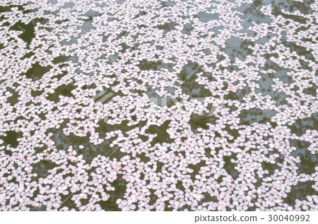 Cherry blossom petals covering the water surface flower pale image a 30040992