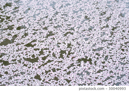 覆蓋水面的櫻花花瓣蒼白圖像b 覆蓋水面的櫻花花瓣蒼白圖像b 30040993