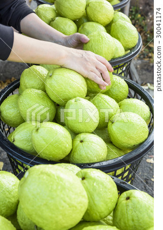 Guava selling at market 30041174