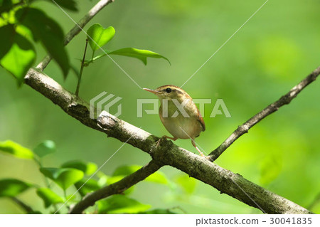 Yabusame Yabusame 30041835