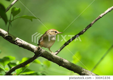 騎馬射箭 30041836