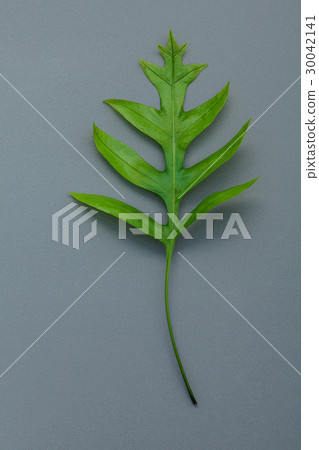 Beautiful shape of fern leaves flat lay . 30042141