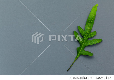 Beautiful shape of fern leaves flat lay . Beautiful shape of fern leaves flat lay . 30042142