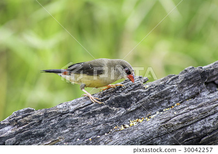 Red Avadavat Red Avadavat 30042257