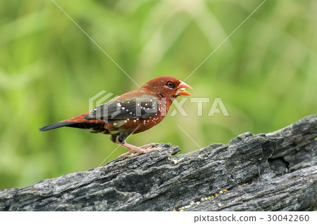Red Avadavat 30042260