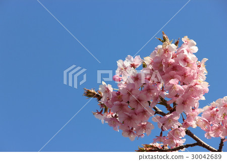 Cherry Blossoms	 30042689