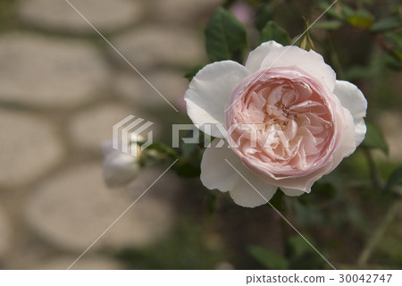 Shilin official residence rose special exhibition 30042747