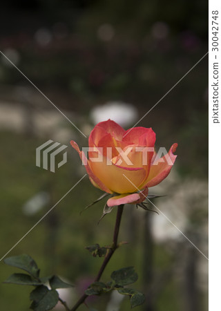 士林官邸玫瑰特展 30042748