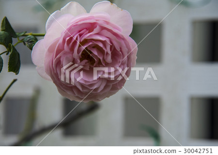 士林官邸玫瑰特展 30042751