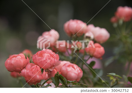 士林官邸玫瑰特展 30042752