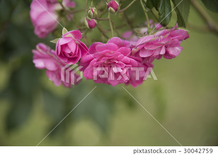 士林官邸玫瑰特展 30042759