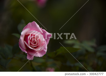 士林官邸玫瑰特展 30042777